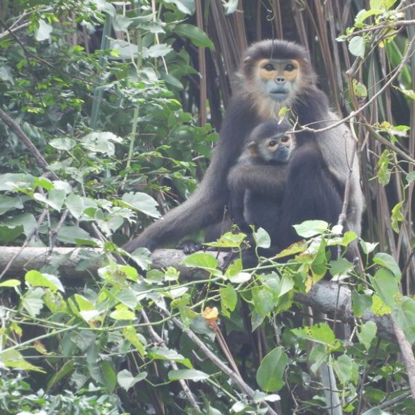 Douc Langur Mom with Baby