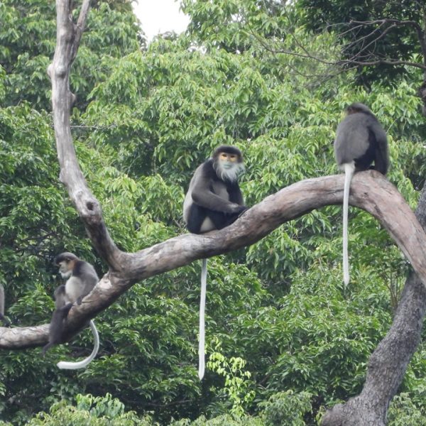 Douc Langur Family