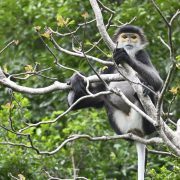 Black-Shanked Nui Chua Douc Langur