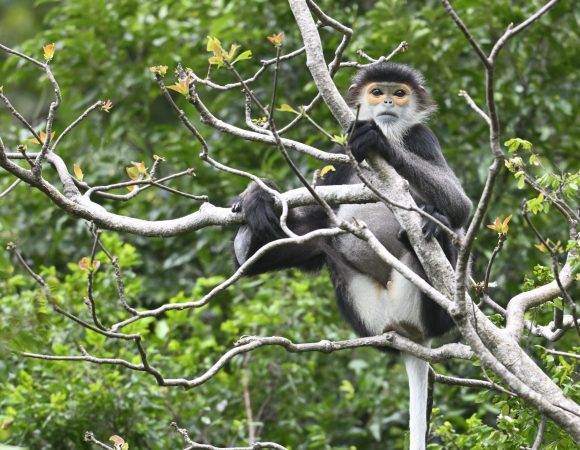 Nui Chua Douc Langur