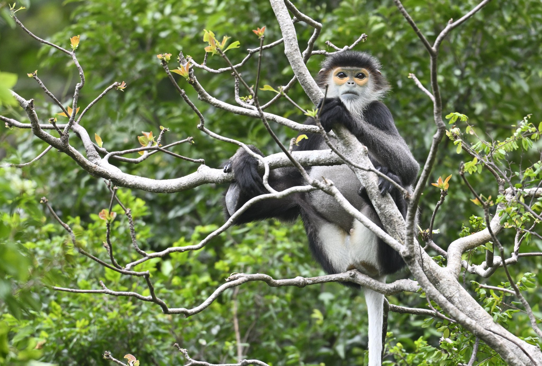 Black-Shanked Nui Chua Douc Langur